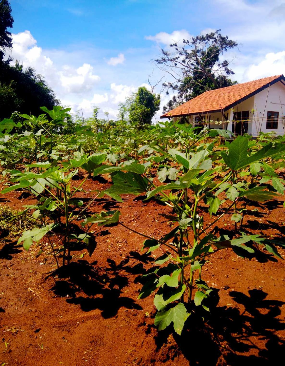 Moni Farm House Wilpattu Nochchiyagama Екстер'єр фото