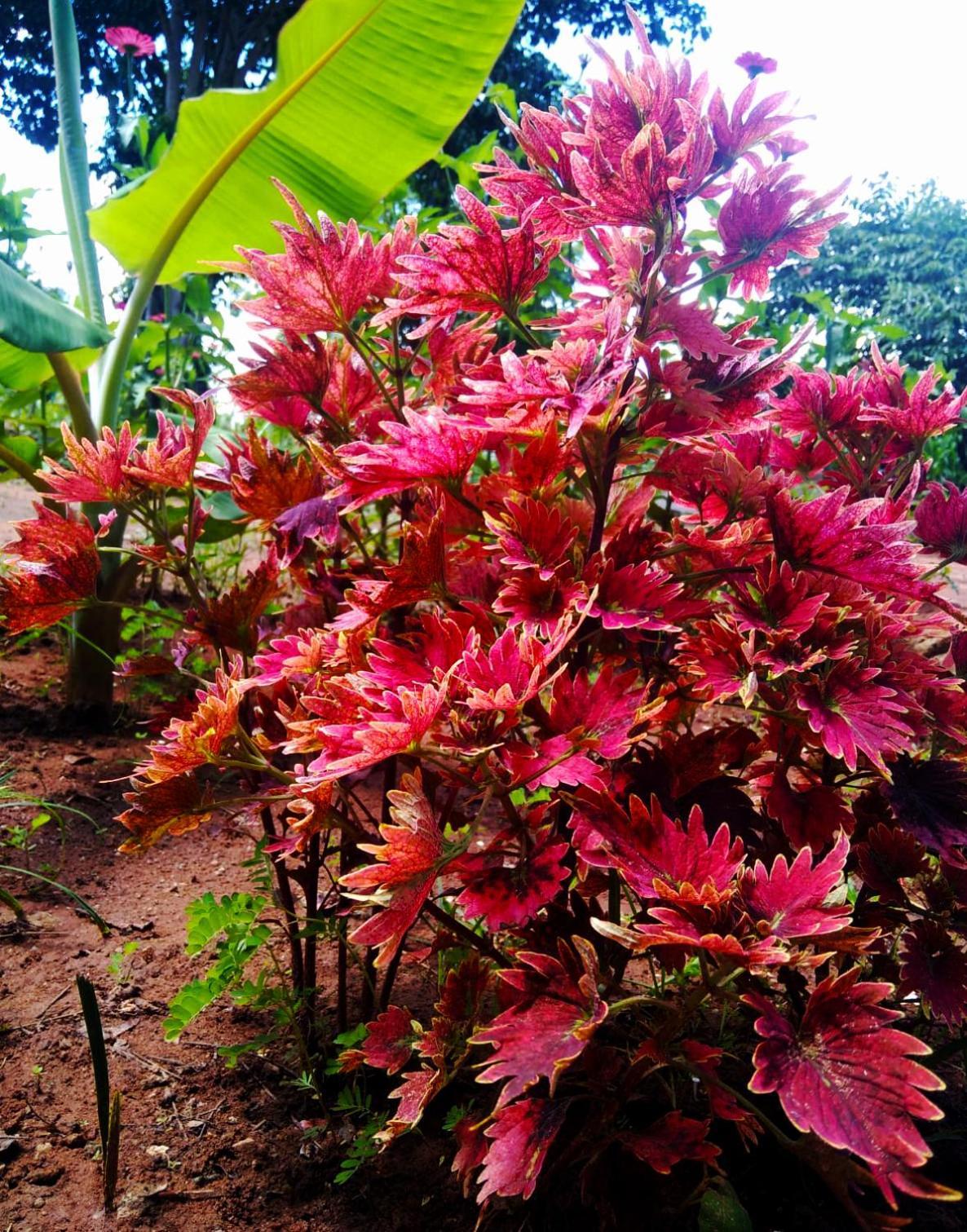 Moni Farm House Wilpattu Nochchiyagama Екстер'єр фото